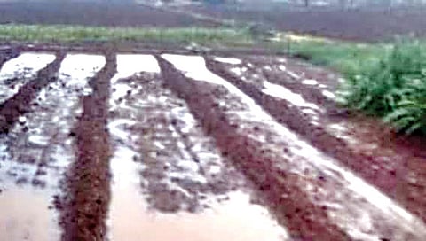 इगतपुरी : अवकाळी पाऊस व गारांमुळे शेतातील पिकांचे झालेले नुकसान.