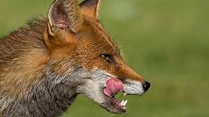 कोल्हापूर : पिसाळलेल्या कोल्ह्याच्या हल्ल्यात सातजण जखमी