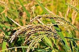 खरीप हंगामासाठी साडेसहा लाख हेक्टर क्षेत्र