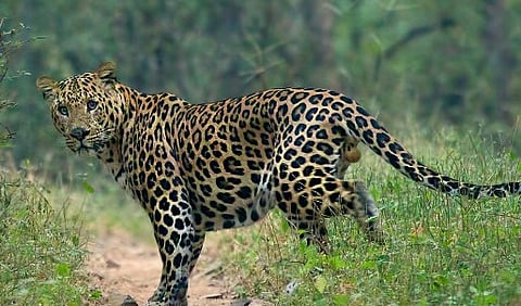 चाकण परिसरात चक्क तीन बिबटे; नागरिकांत घबराट