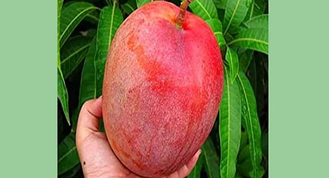 कर्नाटकात देवगड हापूस मागे, जपानचा मियाझाकी सर्वात महागडा