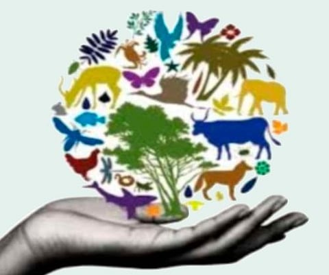 जागतिक निसर्ग संवर्धन दिन : वृक्षतोड, कीटकनाशकांच्या अतिवापराने निसर्गच धोक्यात