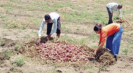 कांद्याचा झाला ‘चिखल’; अवकाळीने जेऊर, देहरे पट्टा झोडपला