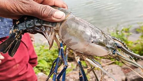 कोळंबीवर चोरट्यांचा डल्ला