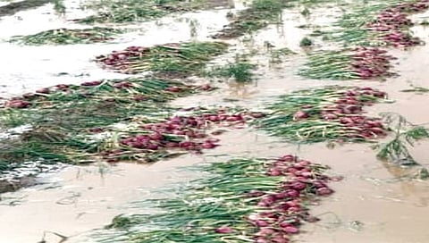 सिन्नर : अवकाळीमुळे कांदा पिकाचे झालेले नुकसान.