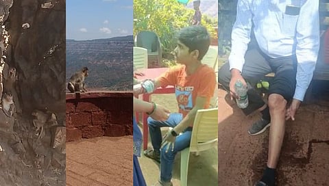 महाबळेश्वरच्या केट्स पॉइंटवर वानरांच्या टोळीने पर्यटकांवर केला हल्ला