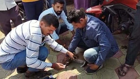 सातारा: आंबेघर येथे कुत्र्यांच्या हल्ल्यात जखमी झालेल्या भेकराला जीवदान