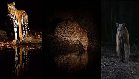 बुध्द पौर्णिमेच्या रात्री ( दि. ५) ताडोबा व्याघ्र प्रकल्पातील बफर आणि कोअरझोनमध्ये वन्यप्राणी गणना झाली.