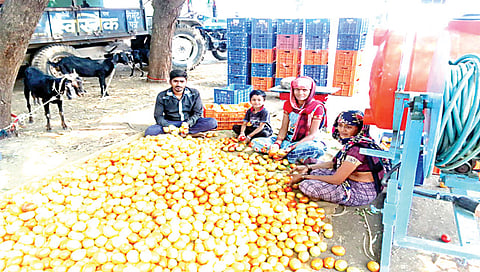 चांदवड : तालुक्यातील शेतकर्यांनी मोठ्या प्रमाणात लागवड केलेले टोमॅटो पीक बाजारपेठेत विक्रीसाठी तयारी करताना शेतकरी कुटुंब. (छाया : सुनील थोरे)