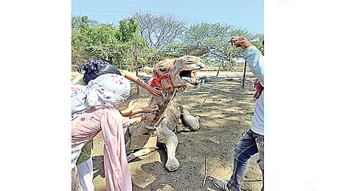 सिडको : उंट तपासणी करताना वैद्यकीय अधिकारी.