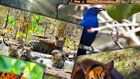 Wild Animals In Maharashtra : महाराष्ट्राच्या ५७ अभयारण्यांत आढळले २५ दुर्मीळ जातींचे प्राणी