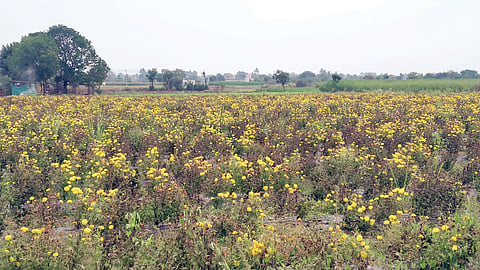 पारगाव : ऐनलग्नसराईत झेंडूच्या बागा कोमेजलेल्याच; फुलांना बाजारभाव नाही