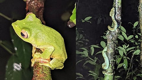 सिंधुदुर्ग : आंबोलीचे अद्भुत विश्व हे अविस्मरणीय पर्वणीच