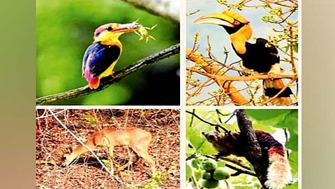 रायगड जिल्ह्यात बहरतेय समृद्ध जैवविविधता