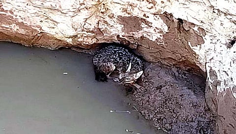 नाशिक: तळेगावरोही येथे विहिरीत पडलेल्या कोल्ह्याची सुटका