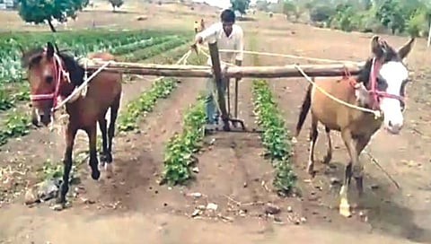 Nashik : बैलजोड्या महाग अन् ट्रॅक्टर परवडत नसल्याने औताला जुंपले घोडे