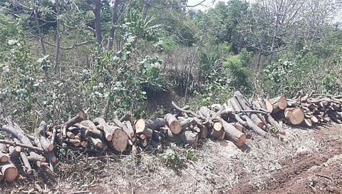 पिंपळनेर : सामोडे परिसरातील दहिवेल महामार्गावर बेकायदेशीर तोडून ठेवलेले झाड. (छाया:अंबादास बेनुस्कर)