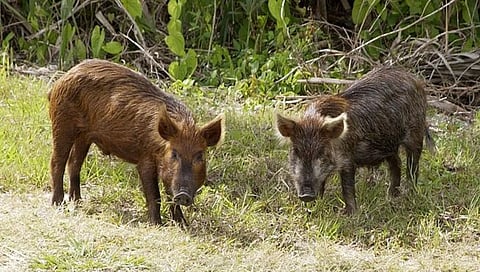 बीड : धारूर शहरातील वराह स्वाईन फीवर साथीच्या रोगाने बाधित