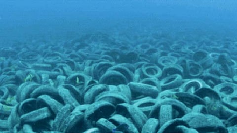 कृत्रिम रीफपासून सागरी जलचरांना धोकाच!