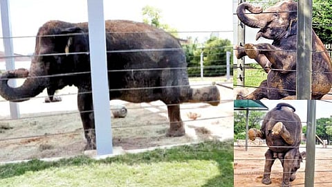 हत्ती करतो योगासने!