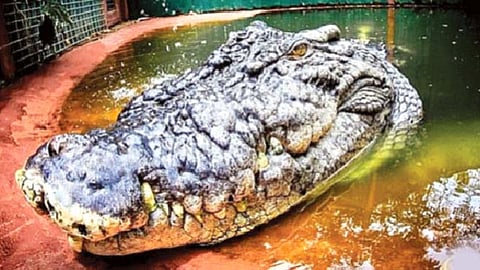 प्राणिसंग्रहालयातील सर्वात मोठी मगर झाली 120 वर्षांची!
