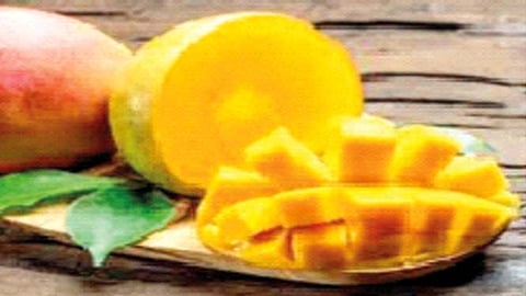 रत्नागिरी : वाशीतून आंब्याची सर्वाधिक निर्यात अमेरिकेला