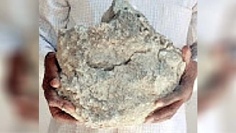 सहा कोटी वर्षांपूर्वीच्या डायनोसोरचे जीवाश्म सापडले