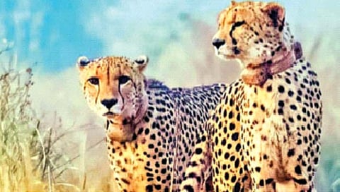 चित्ता आणि चिंता