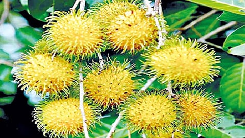 कोल्हापूर जिल्ह्यात आढळला ‘रॅमबुटान’ वृक्ष