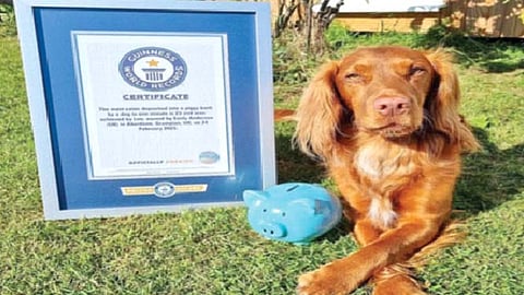 भिशीत नाणी टाकण्याचा कुत्र्याचा विश्वविक्रम!