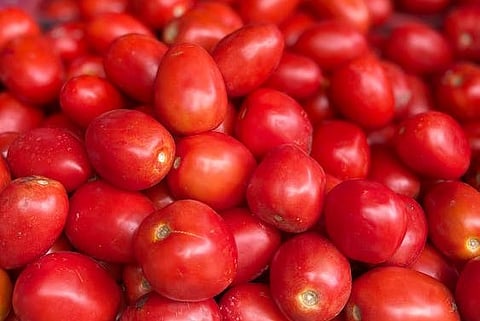 Tomato Prices : टोमॅटोच्या किंमतीत पुढील पंधरवड्यात घट होण्याचा केंद्राचा विश्वास