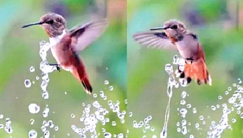 कारंजाच्या पाण्यावर हॅमिंगबर्डची जलक्रीडा!