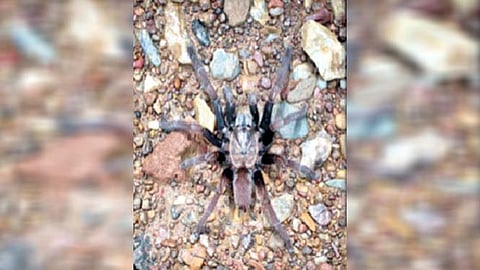 आफ्रिकेमध्ये झाली मोठ्या आकाराच्या कोळ्यांची उत्पत्ती