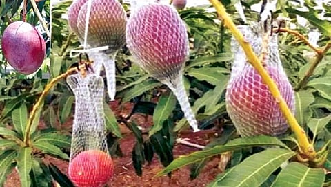 प. बंगालमध्ये जगातील सर्वात महागडा आंबा