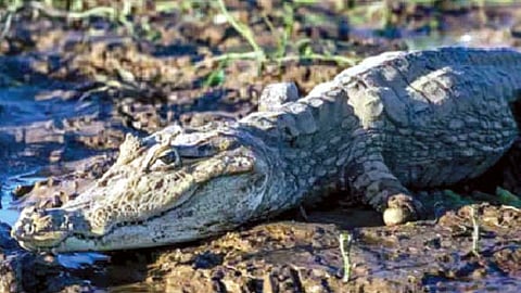 जोडीदाराशिवाय मादी मगर देते पिल्लांना जन्म!