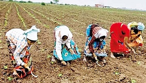पेरण्या लांबणीवर; लांबलेल्या मान्सूनचा परिणाम