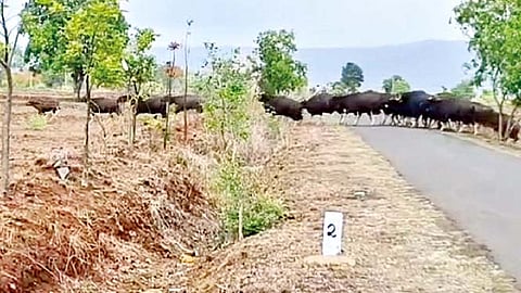 केखले येथे गव्यांच्या कळपाने 50 एकर उसाचा पाडला फडशा