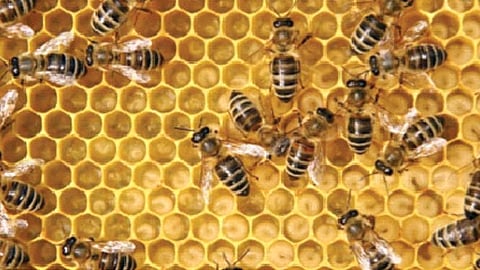 पोळ्यांची डागडुजी करण्यातही कुशल असतात मधमाश्या