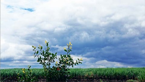 सांगली : धरण पाणलोट क्षेत्रात जोरदार पाऊस