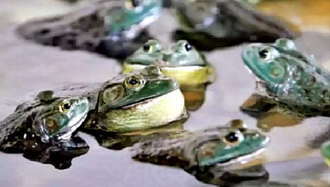 बुरशी रोगाने मरत आहेत जगभरातील बेडूक