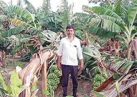 अहमदनगर : दहिगावने परिसरातील केळीची बाग भुईसपाट