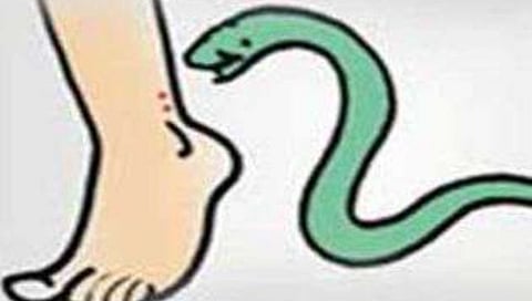 नाशिक : दिंडोरी तालुक्यातील महिलेचा सर्पदंशाने मृत्यू, रुग्णालयातील सुविधांवर प्रश्नचिन्ह