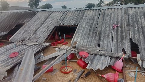Nashik : डोंगरगावला वादळाने पोल्ट्री फार्म जमीनदोस्त, हजारो पक्ष्यांचा मृत्यू