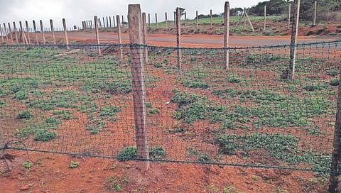 सातारा : कास पुष्प पठारावर आता तंगुसाच्या जाळीचे कुंपण