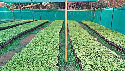 नाशिकच्या दिंडोरीला लाभणार हिरवाईचे कोंदण, एफडीसीएम ६६,६५० रोपांची लागवड करणार