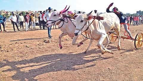 नाशिक : धुरळा उडाला… ११ वर्षांनंतर रंगला बैलगाडी शर्यतीचा थरार