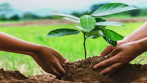 Nashik : ‘हरित नाशिक, सुंदर नाशिक’ साठी महापालिका लावणार ‘इतकी’ झाडे