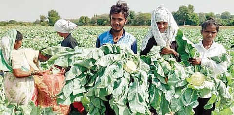 फ्लॉवरला बाजारभाव वाढला; शेतकर्यांमध्ये समाधानाची लाट