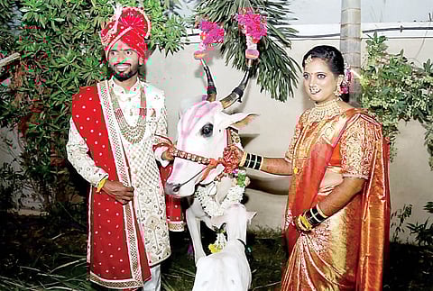 नववधूला गाय अन् बैलाची अनोखी भेट ! पुण्यातील शेतकऱ्याची कमाल