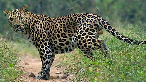 बीड : बोरगाव (बु.), आथर्डी शिवारात बिबट्याचा वावर; शेतकर्यात घबराट